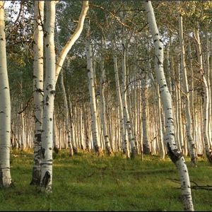 Meet your Posher, Darin